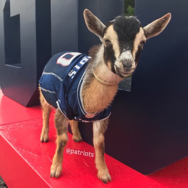 goat wearing tom brady jersey goat wearing tom brady jersey